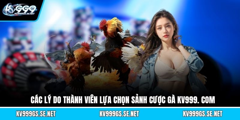 cac-ly-do-thanh-vien-lua-chon-sanh-cuoc-ga-kv999-com